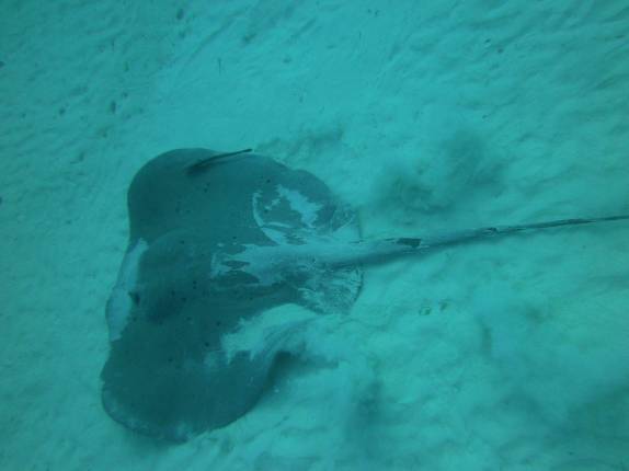 Uma arraia durante mergulho em Playa del Carmen, no litoral do Yucatán, no México